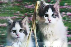 5D Elmas Boyama Kedi Tablosu