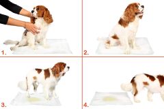 Yıkanabilir Köpek Çiş Pedi - 100 X 100 Cm 5li Paket (491491)